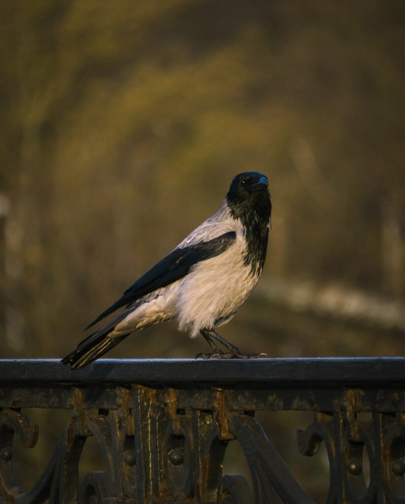 A classic bird photo.