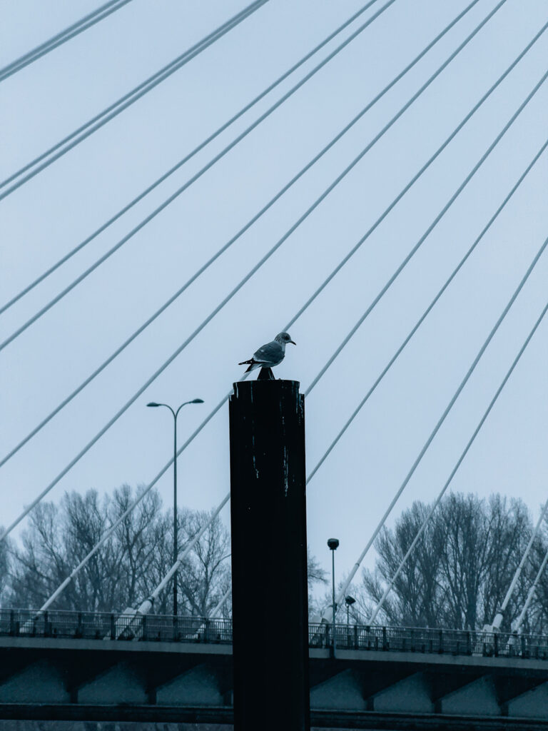 A closeup on a bird taken with the SANDMARC Telephoto Tetraprism lens.