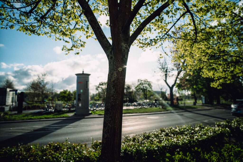 Photo of a single tree with visible sun flare. Taken with the Brightin Star 24mm F1.8 lens.