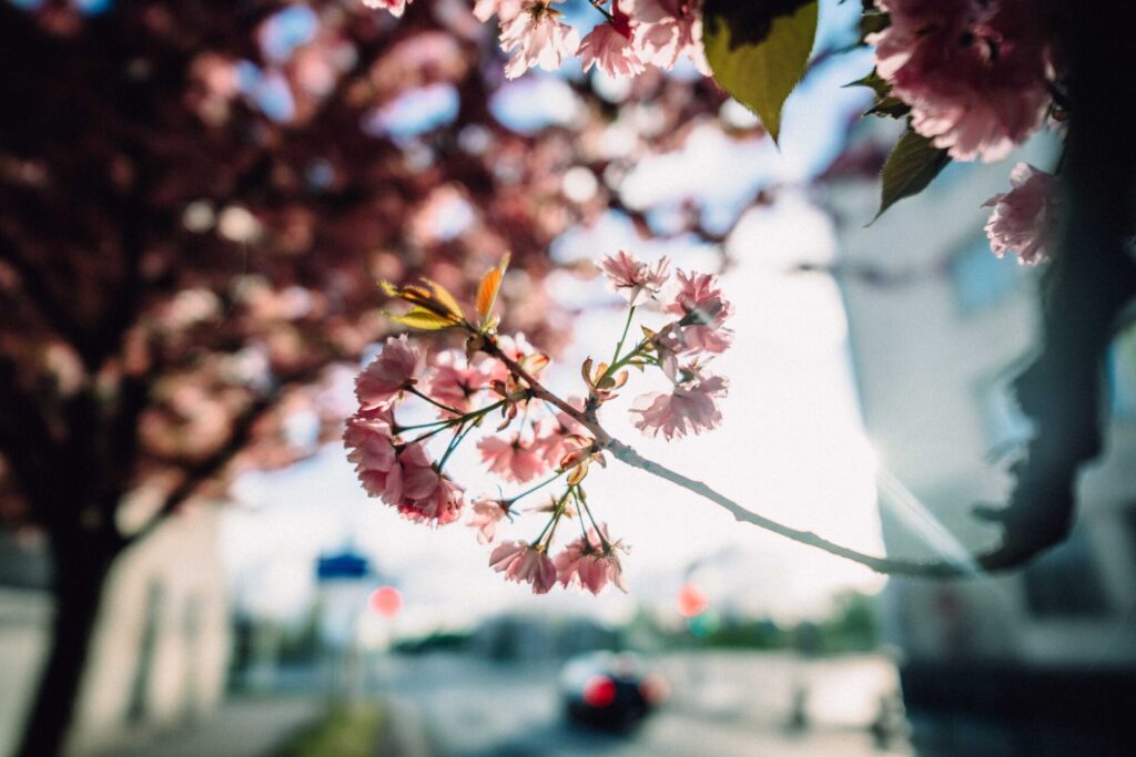 A flower shot with the Brightin Star 24mm F1.8 lens.