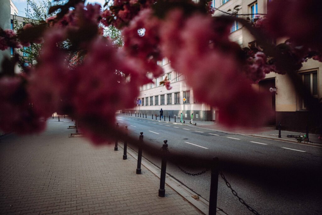 Framing through the flowers with the Brightin Star 24mm F1.8 lens.